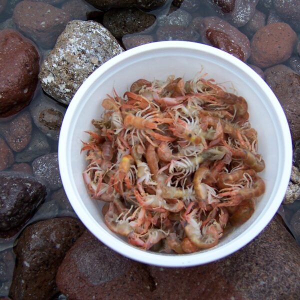 karavidaki